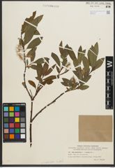 Foto von Salix phylicifolia L.